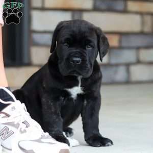 Shadow, Cane Corso Puppy